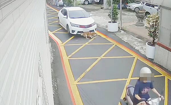 ▲桃園市八德區和平路一處巷弄昨天下午白色轎車輾過黃色狗狗，過程被監視器清楚拍下。（圖／翻攝自臉書《記憶八德》）