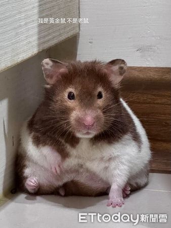 ▲。（圖／Threads@circlecircle0920提供，請勿隨意翻拍，以免侵權。）