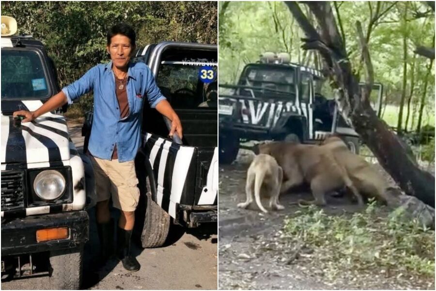 ▲ 動物園一名員工遭獅群圍攻慘死。（圖／翻攝自X）