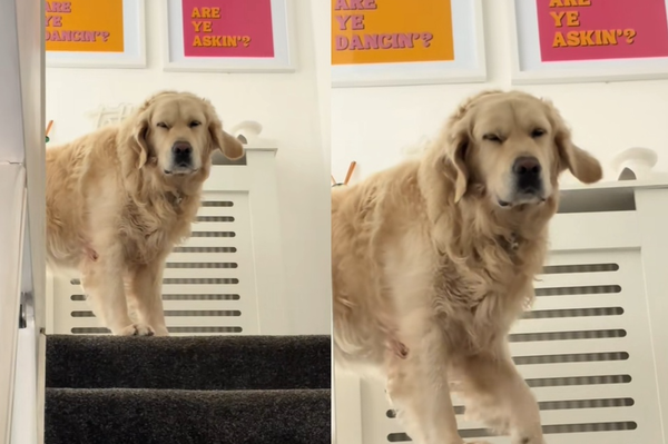 女主人提早回家打斷午睡　黃金獵犬沒睡飽「瞇瞇眼搖尾」迎接。（圖／翻攝自TikTok／rachellssmithh）