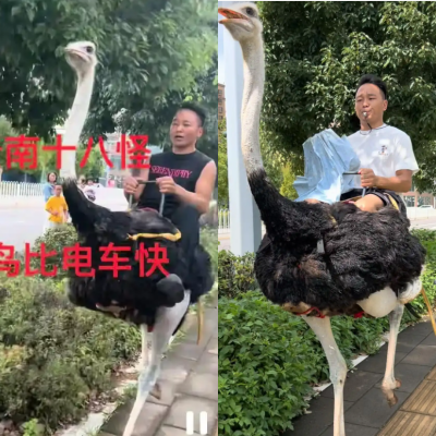 ▲▼阿華騎鴕鳥上路。（圖／翻攝自微博）