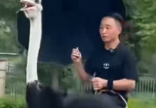 ▲▼雲南男子騎鴕鳥上路。（圖／翻攝自微博）