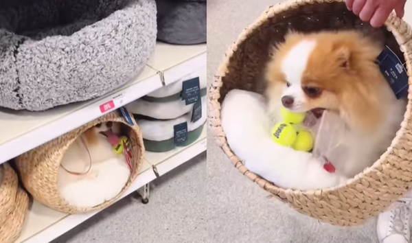 博美犬逛寵物店「自己挑床」賴著不走　主人被萌樣收服：只好買了。（圖／翻攝自TikTok／archiethepoms）