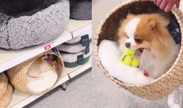 博美犬逛寵物店「自己挑床」賴著不走　主人被萌樣收服：只好買了。（圖／翻攝自TikTok／archiethepoms）