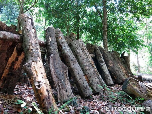 ▲段木香菇。（圖／林業保育署南投分署提供，下同）