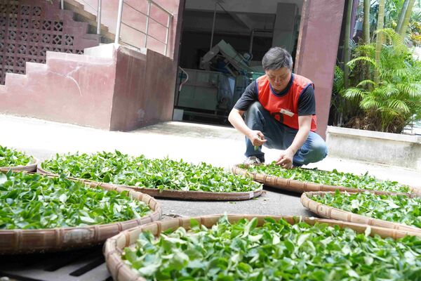 ▲坪林吳永春奪冠 新北茶師再添全國第13冠。（圖／新北市農業局提供）