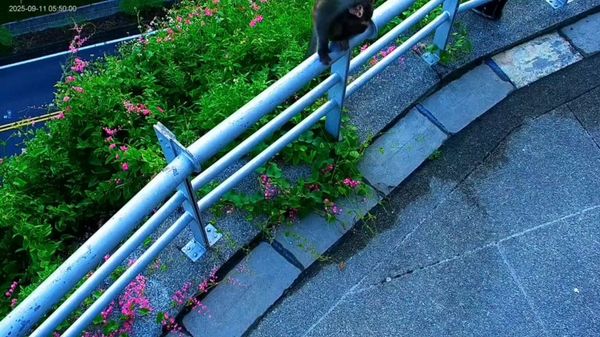 ▲攝影機原拍攝曾文水庫美景，被野生台灣獼猴「巴頭」。（圖／翻攝自Facebook／西拉雅國家風景管理區）