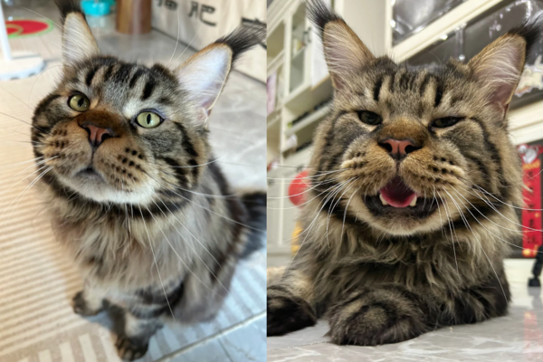 圓嘴緬因貓像被蜜蜂叮。（圖／翻攝自小紅書@凱薩大弟）