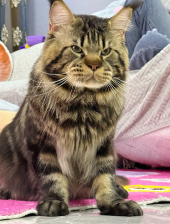 圓嘴緬因貓像被蜜蜂叮。（圖／翻攝自小紅書@凱薩大弟）