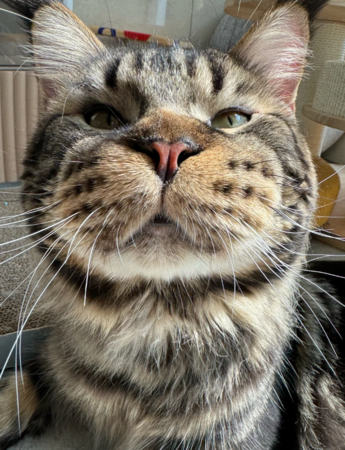 圓嘴緬因貓像被蜜蜂叮。（圖／翻攝自小紅書@凱薩大弟）