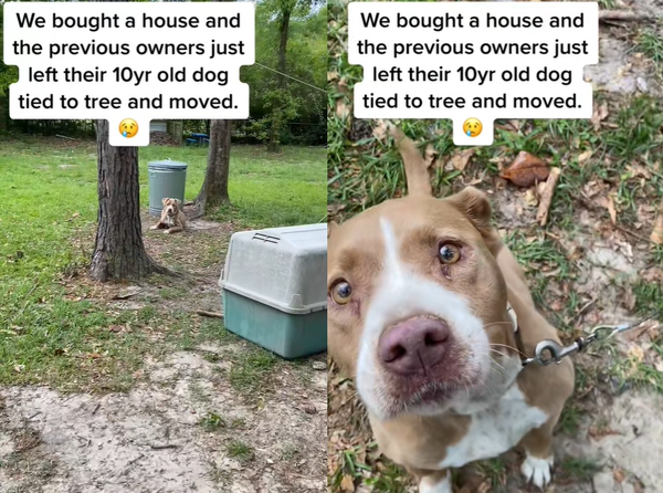 主人搬家棄養　女參觀新房發現「10歲狗被栓樹上」淚眼向她求助。（圖／翻攝自TikTok／mollysnewlife）