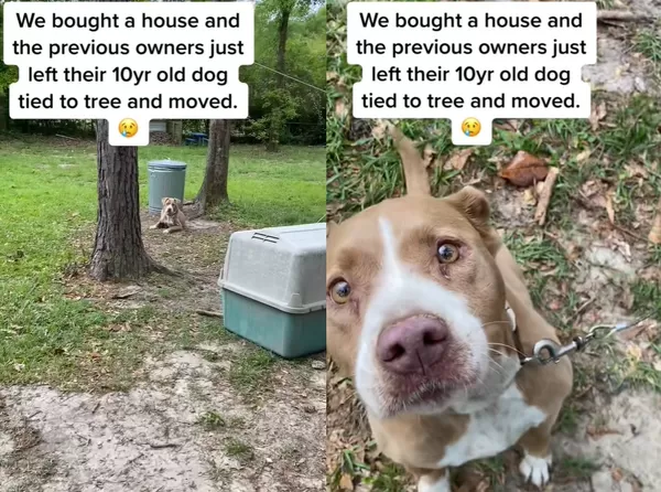 主人搬家棄養　女參觀新房發現「10歲狗被栓樹上」淚眼向她求助。（圖／翻攝自TikTok／mollysnewlife）