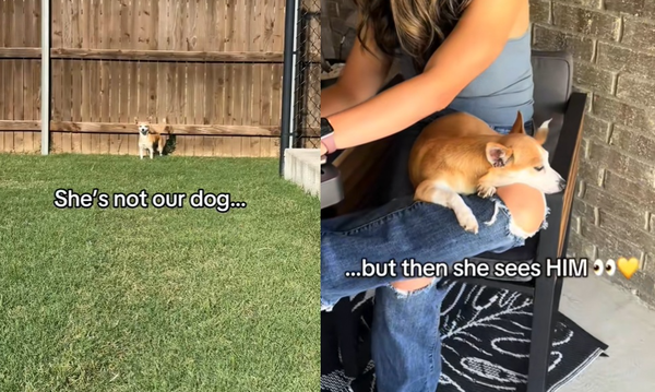 家中愛犬去世「隔壁微笑狗狗」天天闖進來　陪伴一家人走出傷痛。（圖／翻攝自TikTok／herecomesbella）