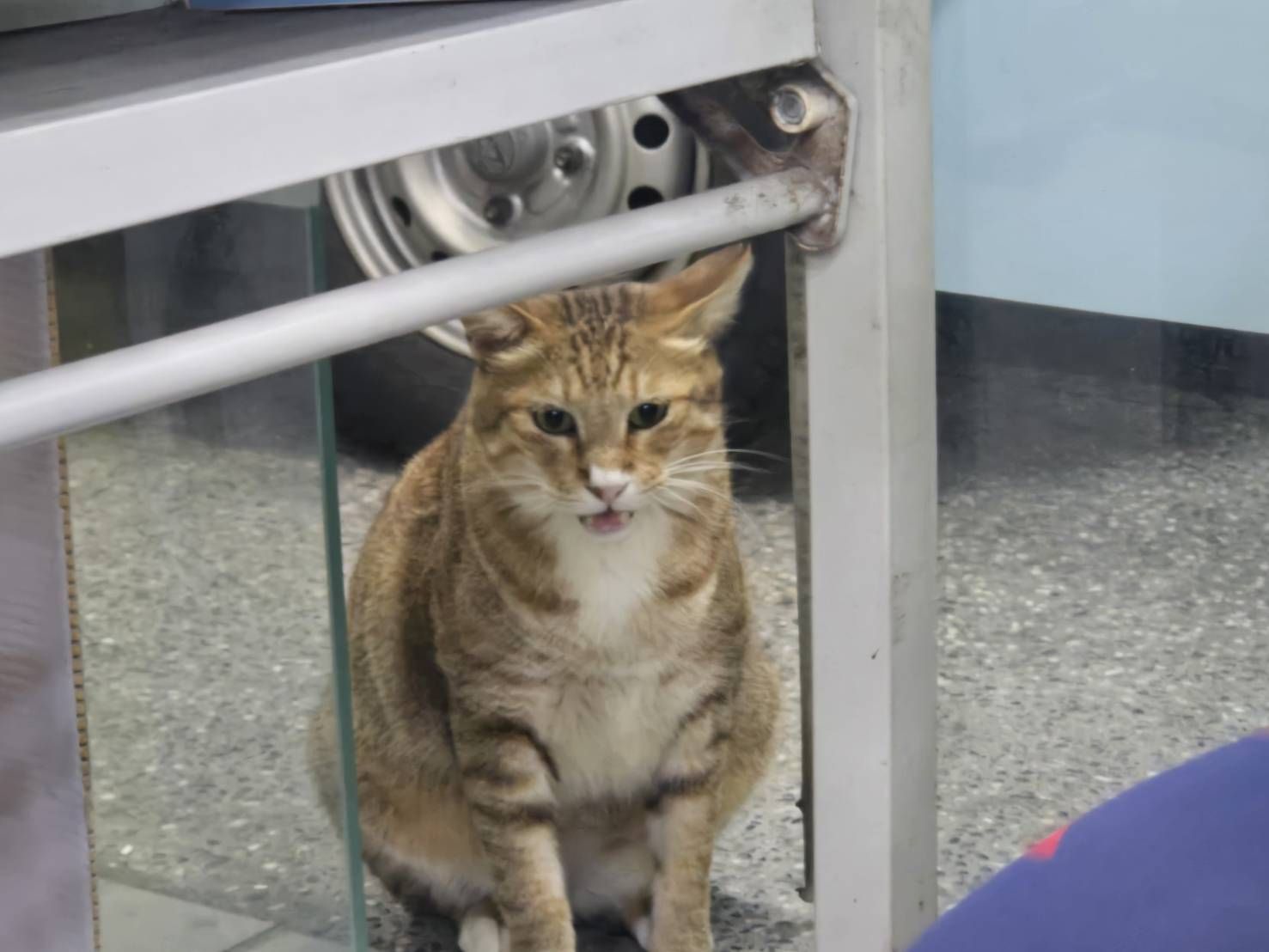 ▲▼台中「旺萊旺彩券行」開出大樂透3.15億元頭獎一注獨得，鎮店之寶曝光。（圖／記者陳瑩欣翻攝）