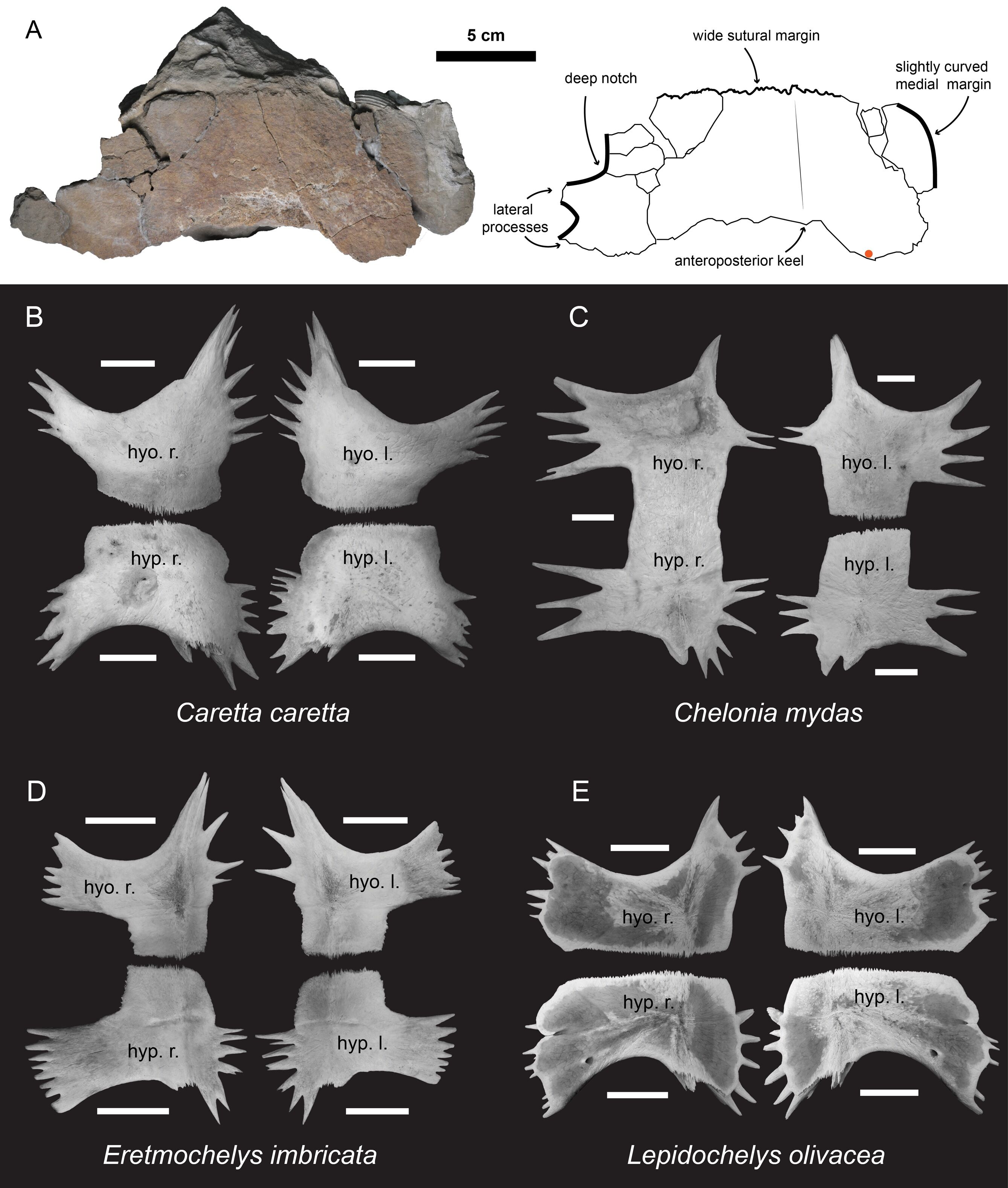 ▲▼台大與中央大學合作研究，發現台灣首件海龜化石，也是全球極為稀有的更新世赤蠵龜。（圖／台大提供）