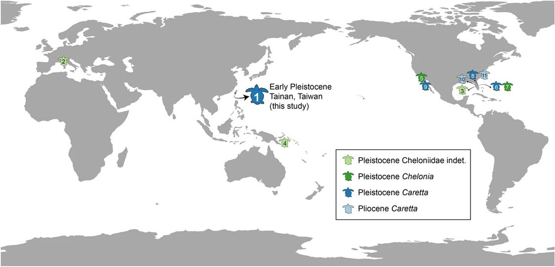 ▲▼台大與中央大學合作研究，發現台灣首件海龜化石，也是全球極為稀有的更新世赤蠵龜。（圖／台大提供）