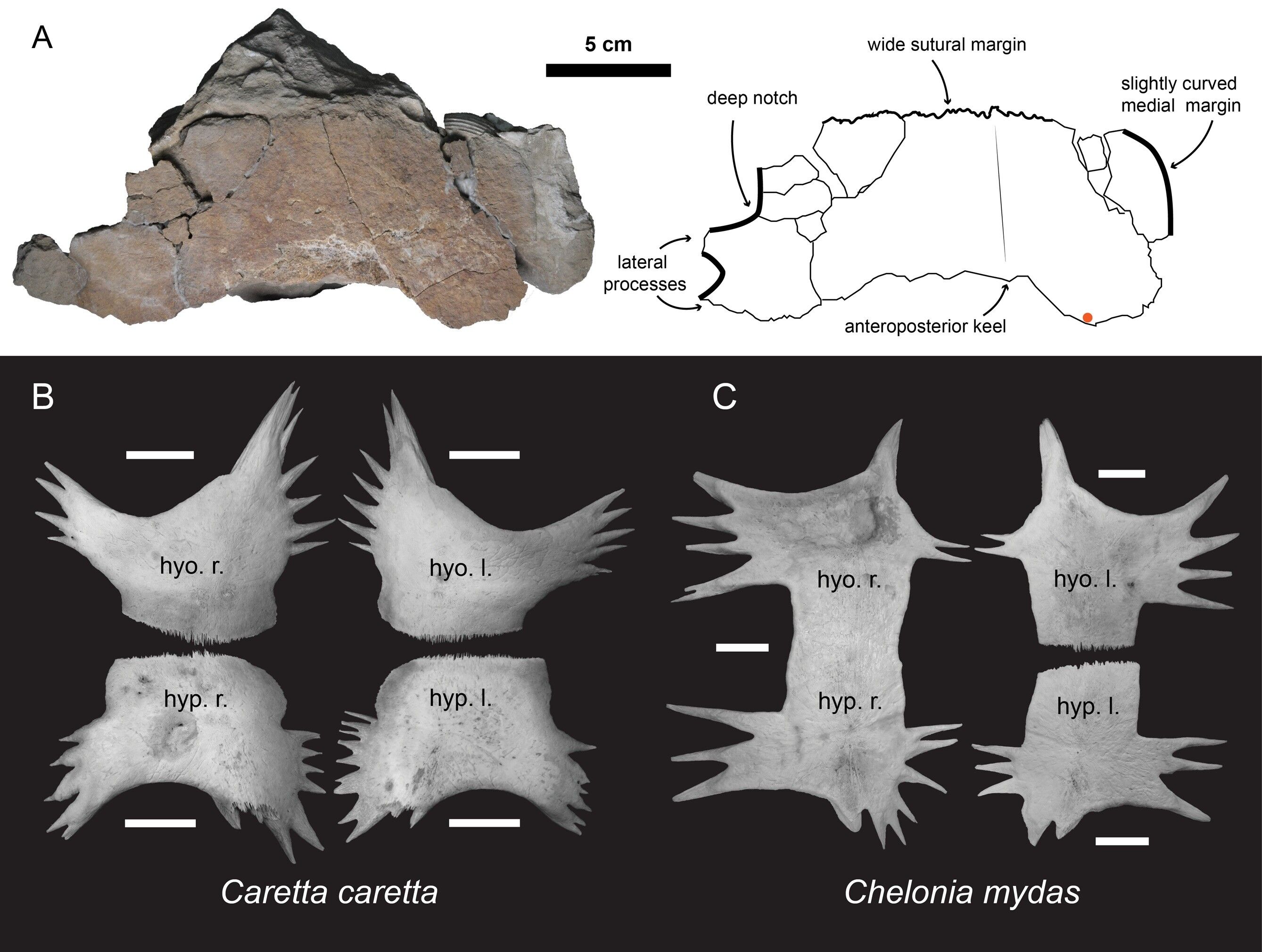 ▲▼台大與中央大學合作研究，發現台灣首件海龜化石，也是全球極為稀有的更新世赤蠵龜。（圖／台大提供）