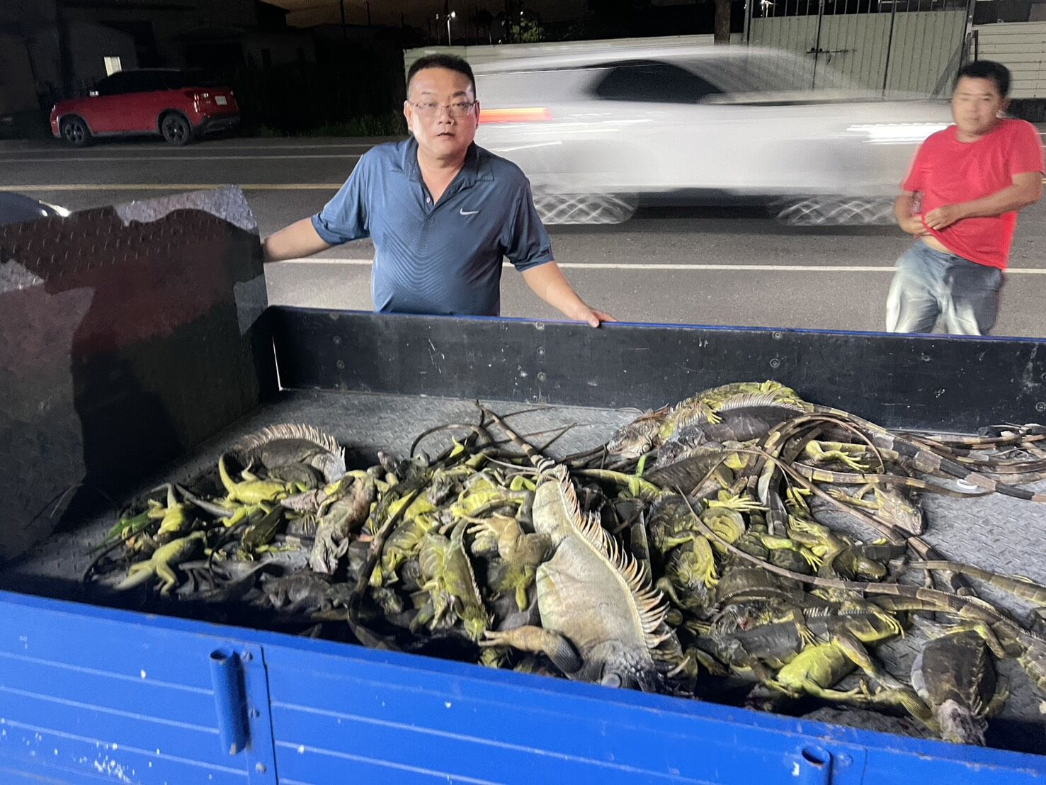 ▲屏東綠鬣蜥氾濫，專業團隊一個晚上可以抓到近百隻。（圖／取自洪宗麒臉書，下同）