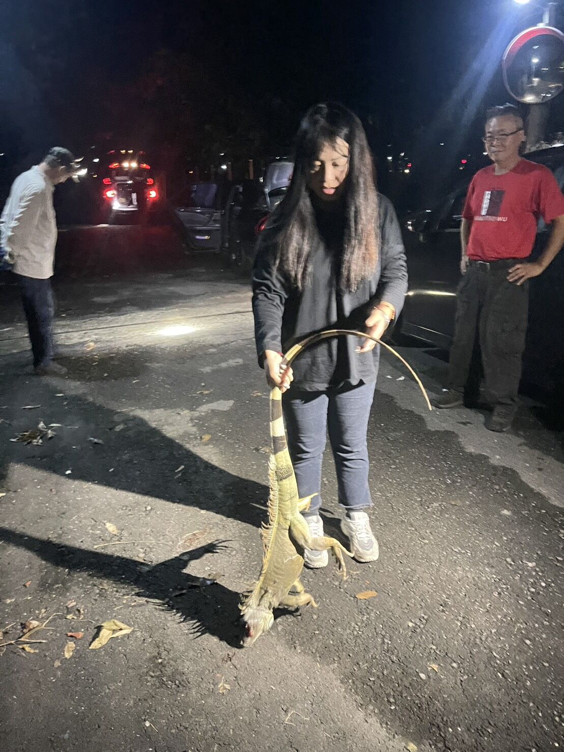 ▲屏東綠鬣蜥氾濫，專業團隊一個晚上可以抓到近百隻。（圖／取自洪宗麒臉書，下同）