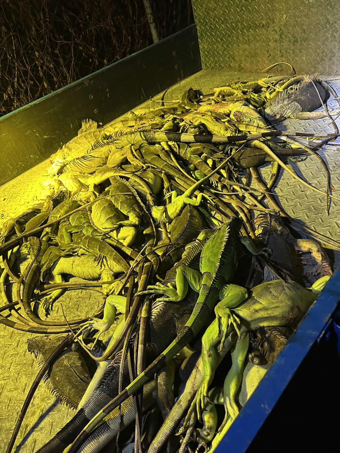 ▲屏東綠鬣蜥氾濫，專業團隊一個晚上可以抓到近百隻。（圖／取自洪宗麒臉書，下同）