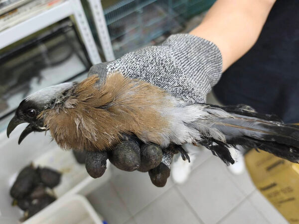 ▲樹鵲誤認籃框當鳥窩掛網受困。（圖／新北市動保處提供）