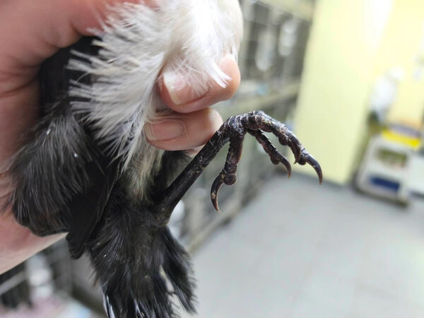 ▲樹鵲誤認籃框當鳥窩掛網受困。（圖／新北市動保處提供）