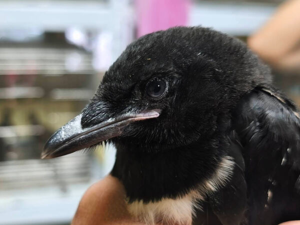 ▲樹鵲誤認籃框當鳥窩掛網受困。（圖／新北市動保處提供）