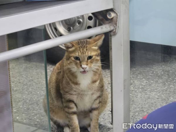 ▲台中「旺萊旺彩券行」開出大樂透3.15億元頭獎一注獨得，鎮店之寶曝光。（圖／記者陳瑩欣翻攝）