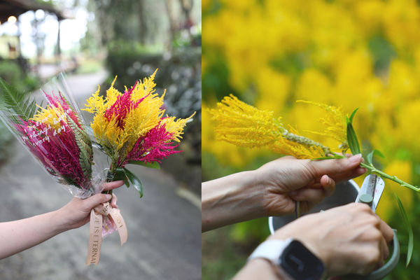 ▲台中新社薰衣草森林呼應「老派浪漫」風潮，首波祭出限時免費入園優惠。（圖／業者提供）