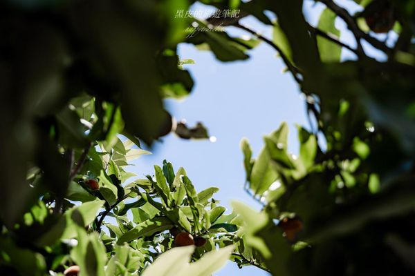 ▲▼長濱一日遊，愜意小鎮散策，感受太平洋邊的詩意日常。（圖／部落客黑皮提供）
