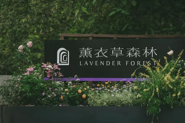 ▲台中新社薰衣草森林呼應「老派浪漫」風潮，首波祭出限時免費入園優惠。（圖／業者提供）
