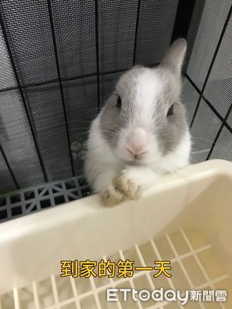 ▲。（圖／有點毛毛的／小西米牧草）