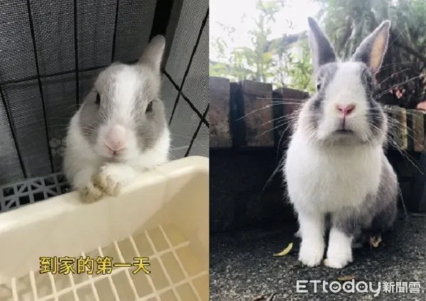 ▲。（圖／有點毛毛的／小西米牧草）