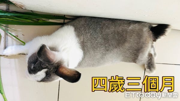 ▲。（圖／有點毛毛的／小西米牧草）