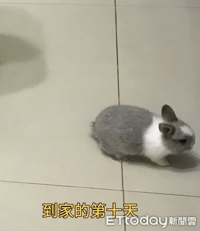 ▲。（圖／有點毛毛的／小西米牧草）