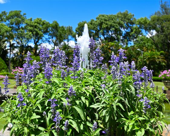 ▲士林官邸公園西式庭園噴水池旁，粉萼鼠尾草開出紫色花序，映襯藍天綠葉十分顯眼。（圖／翻攝自Facebook／士林官邸旅客 ）