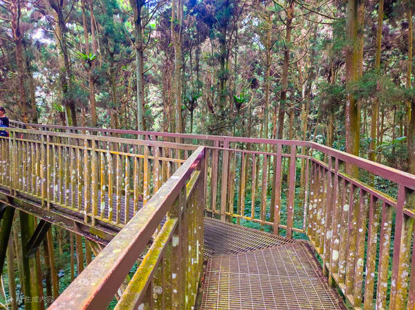 ▲▼溪頭森林遊樂區全攻略。（圖／ReadyGo提供）