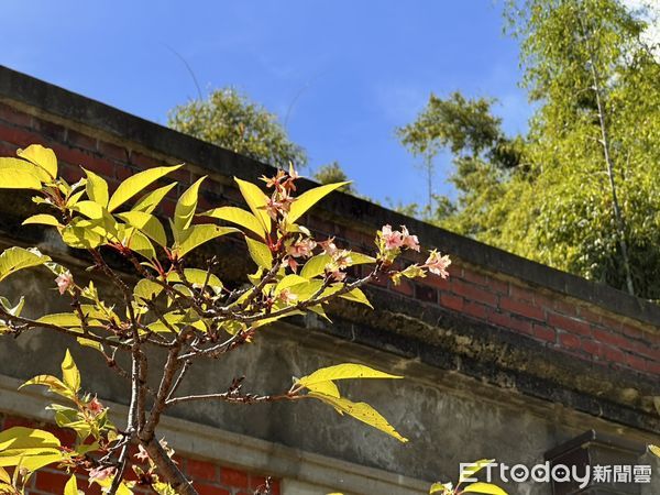 ▲台南山上花園水道博物館園區內河津櫻九月竟提前綻放，畫面唯美吸睛。（記者林東良翻攝，下同）