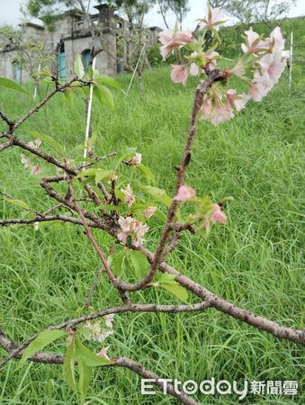 ▲台南山上花園水道博物館園區內河津櫻九月竟提前綻放，畫面唯美吸睛。（記者林東良翻攝，下同）