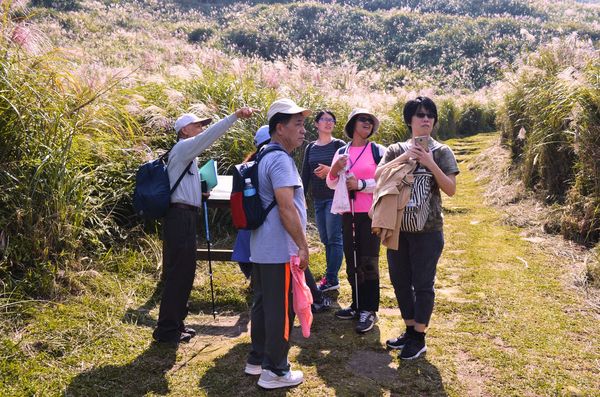 ▲陽明山古道秋芒活動，全程由陽明山國家公園解說員帶領走讀。（資料照／陽管處提供）