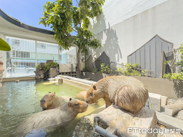 ▲▼MOGU KABI豆塔專賣店。（圖／記者蔡玟君攝）