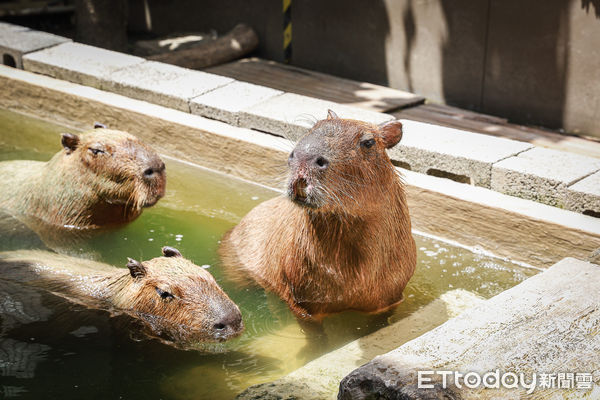 ▲▼MOGU KABI豆塔專賣店。（圖／記者蔡玟君攝）
