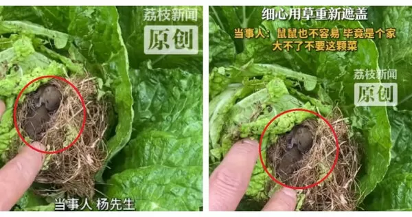 農夫在自家菜園發現白菜心裡竟然暗藏「鼠寶寶窩」，裡頭還有四、五隻幼鼠蜷縮著。（圖／翻攝自荔枝新聞）