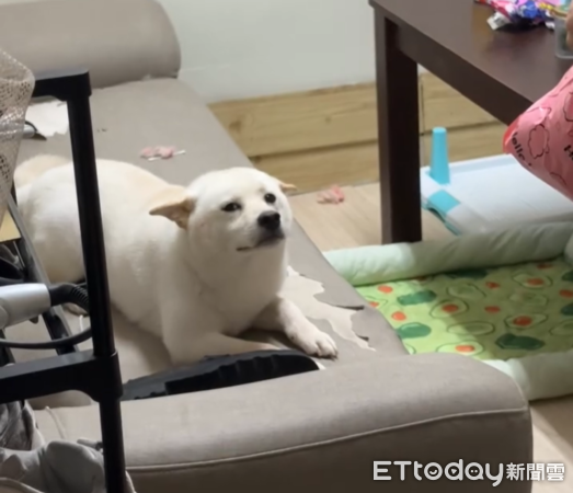 白柴飯飯。（圖／Threads@lin94_0406提供）