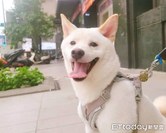 白柴飯飯。（圖／Threads@lin94_0406提供）