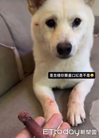 白柴飯飯。（圖／Threads@lin94_0406 提供）