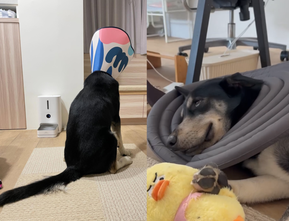 狗狗結紮靈魂被抽空。（圖／翻攝自Threads@chico.thegoberian）