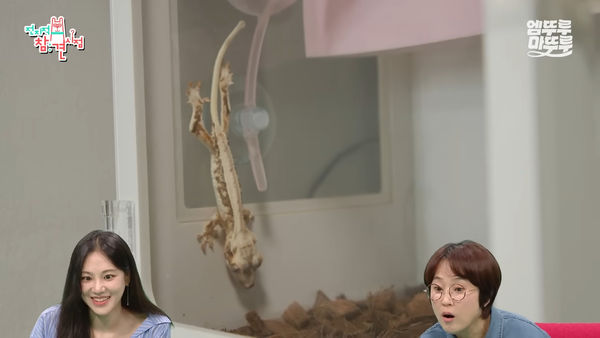 ▲▼瘦到頭骨都看得見！韓智恩遭轟虐待動物　網怒：幾天才給吃飯？。（圖／翻攝自MBC YouTube）