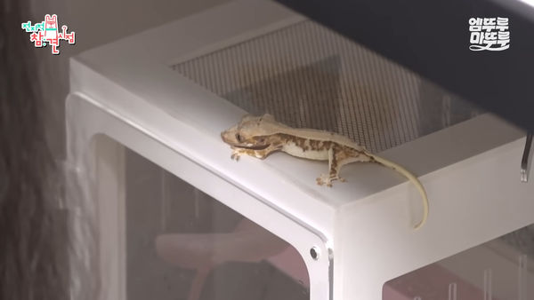 ▲▼瘦到頭骨都看得見！韓智恩遭轟虐待動物　網怒：幾天才給吃飯？。（圖／翻攝自MBC YouTube）