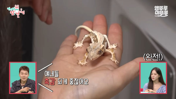 ▲▼瘦到頭骨都看得見！韓智恩遭轟虐待動物　網怒：幾天才給吃飯？。（圖／翻攝自MBC YouTube）